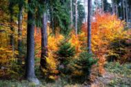 TMoser Herbstwald